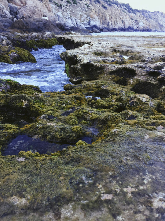 Sea Moss