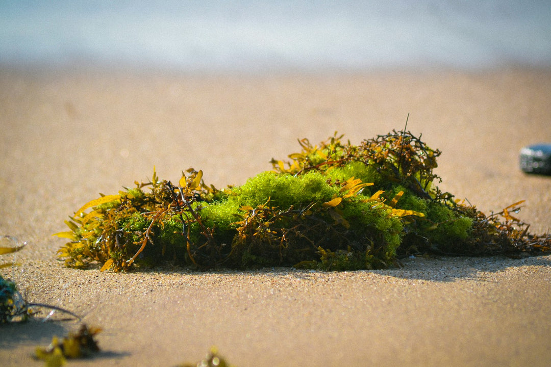 Sea Moss